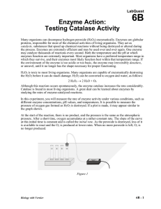 6B Enzyme Action: Testing Catalase Activity