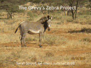 The Grévy’s Zebra Project Sarah Stroud, GZ intern summer 2010