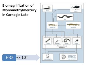 H O • x 10 Biomagnification of