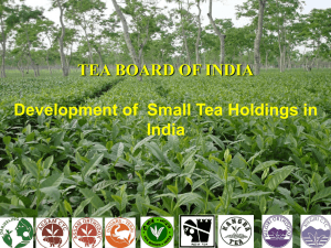 TEA BOARD OF INDIA Development of  Small Tea Holdings in India