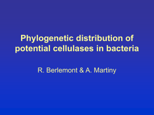 Phylogenetic distribution of potential cellulases in bacteria R. Berlemont &amp; A. Martiny