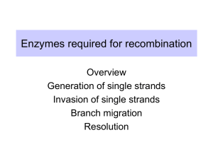 Enzymes required for recombination Overview Generation of single strands Invasion of single strands
