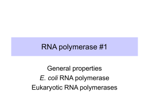 RNA polymerase #1 General properties RNA polymerase Eukaryotic RNA polymerases