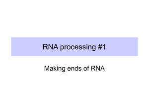 RNA processing #1 Making ends of RNA