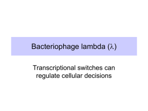 Bacteriophage lambda ( ) l Transcriptional switches can
