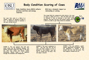Body Condition Scoring of Cows
