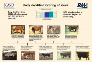 Body Condition Scoring of Cows BCS at calving has a rebreeding.