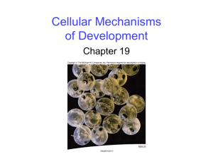 Cellular Mechanisms of Development Chapter 19