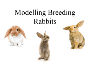 Modelling Breeding Rabbits