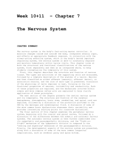 Week 10+11  – Chapter 7 The Nervous System  CHAPTER SUMMARY