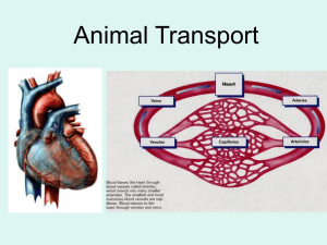 Animal Transport