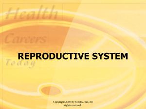 REPRODUCTIVE SYSTEM Copyright 2003 by Mosby, Inc. All rights reserved.