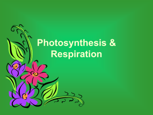 Photosynthesis &amp; Respiration