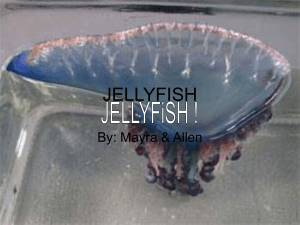 JELLYFISH By: Mayra &amp; Allen