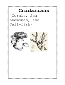 Cnidarians (Corals, Sea Anemones, and Jellyfish)