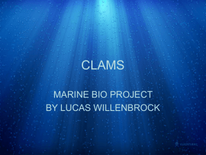CLAMS MARINE BIO PROJECT BY LUCAS WILLENBROCK