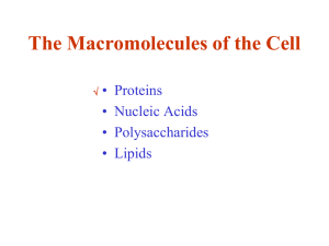 The Macromolecules of the Cell • Proteins • Nucleic Acids • Polysaccharides