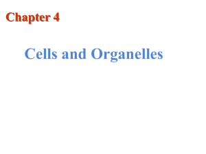 Cells and Organelles Chapter 4