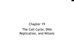 Chapter 19 The Cell Cycle, DNA Replication, and Mitosis