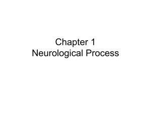 Chapter 1 Neurological Process