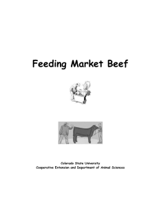 Feeding Market Beef  Colorado State University