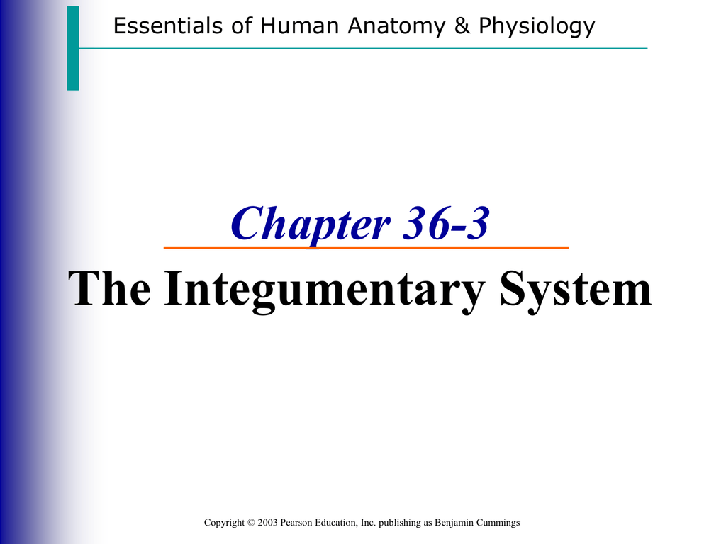 The Integumentary System Chapter 36 3 Essentials Of Human Anatomy Amp Physiology