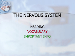 THE NERVOUS SYSTEM HEADING VOCABULARY IMPORTANT INFO