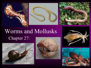 Worms and Mollusks Chapter 27: