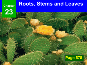 23 Roots, Stems and Leaves Page 578 Chapter