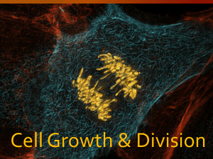 Cell Growth &amp; Division
