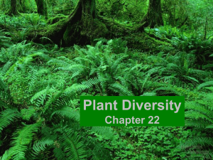 Plant Diversity Chapter 22