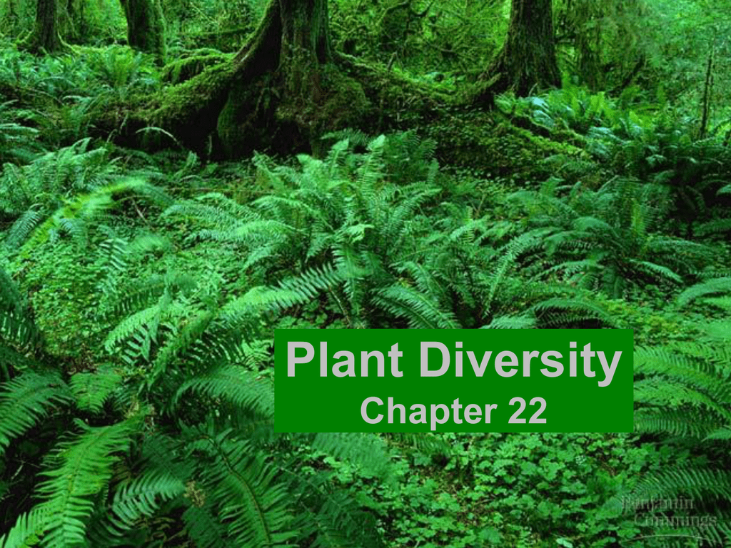 essay on diversity of plants