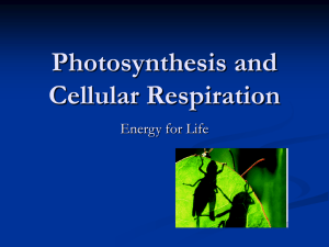 Photosynthesis and Cellular Respiration Energy for Life