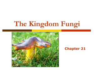 The Kingdom Fungi Chapter 21