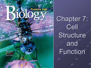 Chapter 7: Cell Structure and