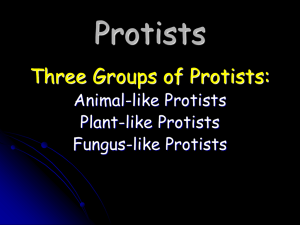 Protists Three Groups of Protists: Animal-like Protists Plant-like Protists
