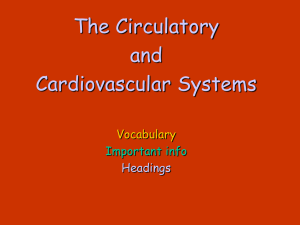 The Circulatory and Cardiovascular Systems Vocabulary