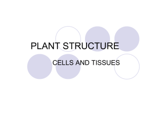 PLANT STRUCTURE CELLS AND TISSUES