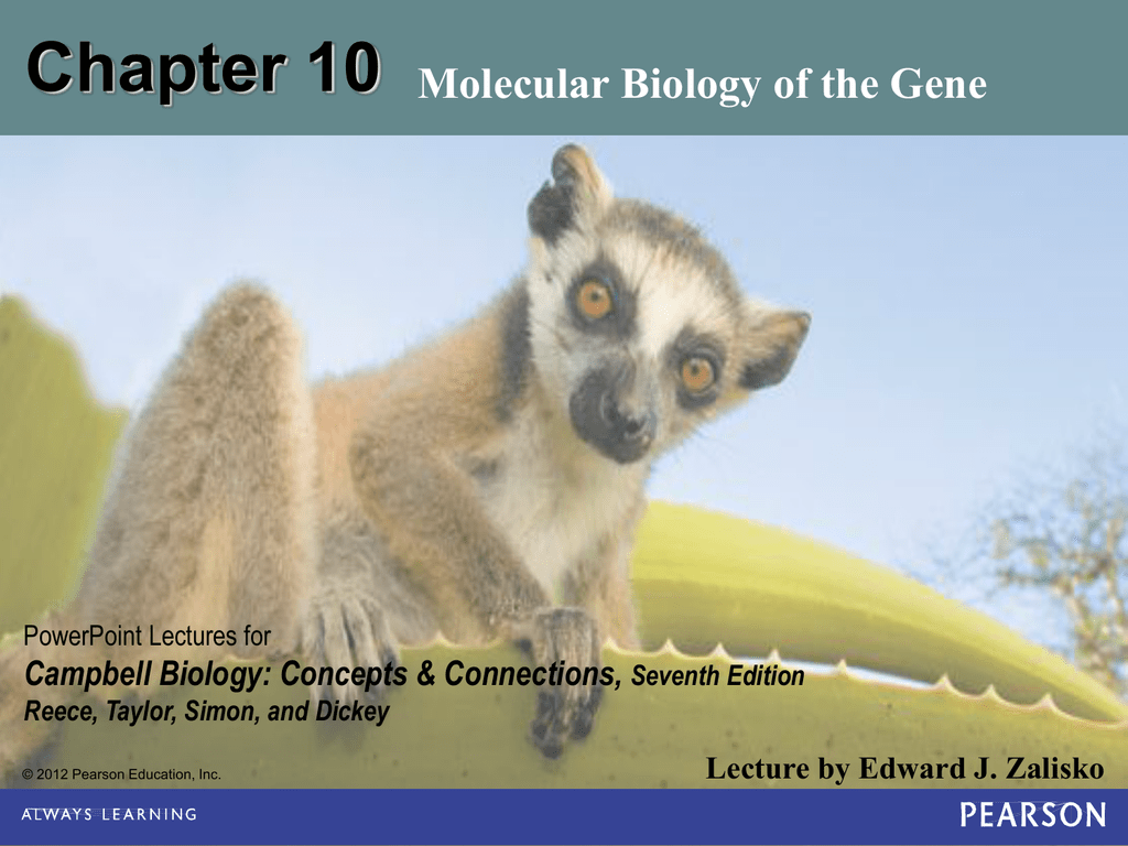 Chapter 10 Molecular Biology of the Gene Campbell Biology: Concepts & Connections,