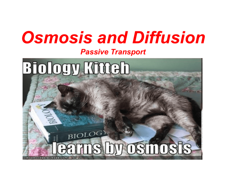 osmosis-and-diffusion-passive-transport