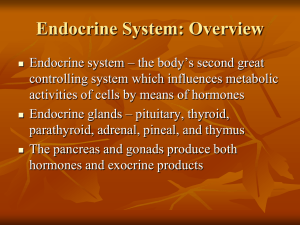 Endocrine System: Overview