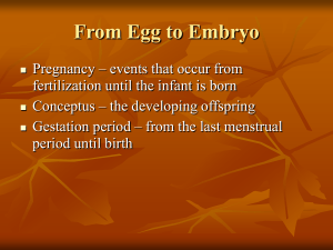 From Egg to Embryo