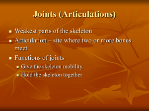 Joints (Articulations) Weakest parts of the skeleton meet