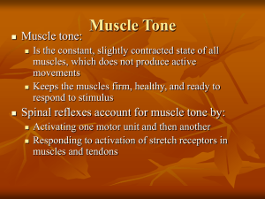 Muscle Tone Muscle tone: