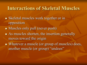 Interactions of Skeletal Muscles