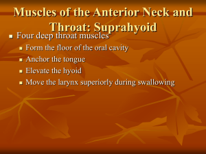Muscles of the Anterior Neck and Throat: Suprahyoid Four deep throat muscles