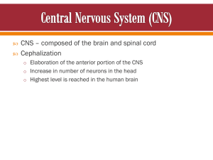 CNS – composed of the brain and spinal cord Cephalization