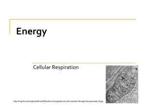 Energy Cellular Respiration