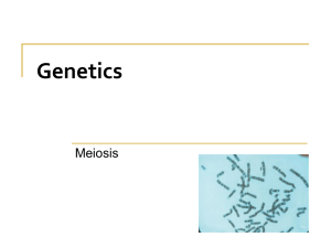 Genetics Meiosis
