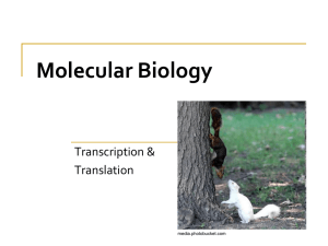 Molecular Biology Transcription &amp; Translation media.photobucket.com